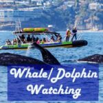 Schooner Whale Watching Cruise